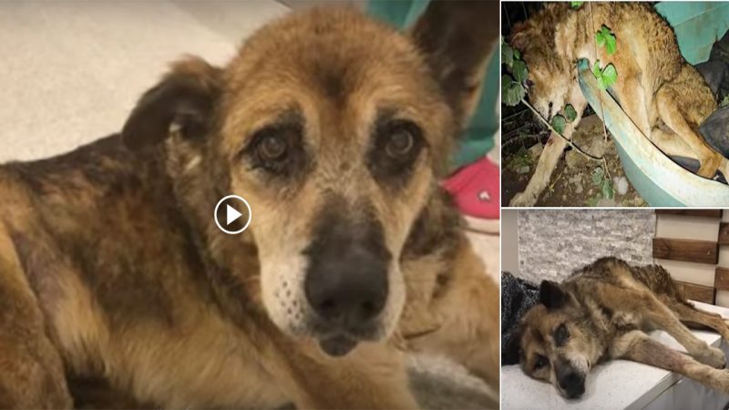 Heartbroken, the old dog collapsed after being kicked out of the house, lying in wait for death.
