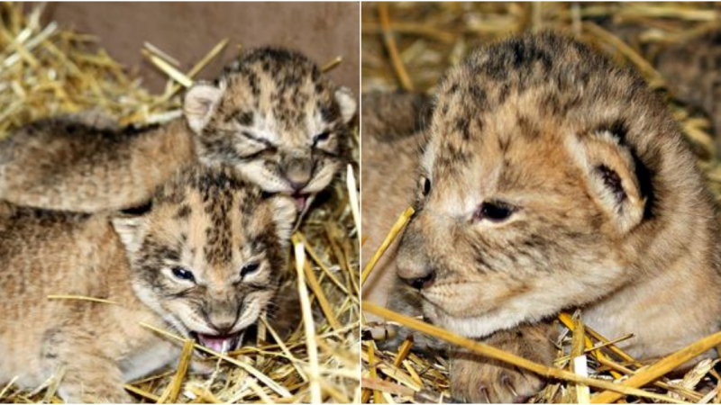 The Story of Omaha’s Lion Cubs
