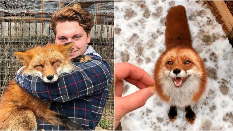 Man Saves Fox From Fur Farm And It Becomes His Most Loyal Friend by Hasan
