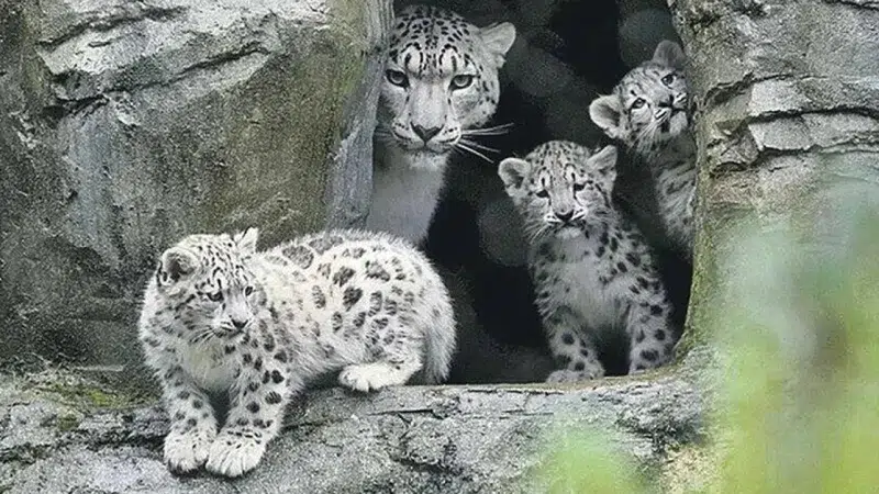 12-week old triplet snow leopard cubs have taken their very first steps outside into their new home at Marwell Wildlife(Video)