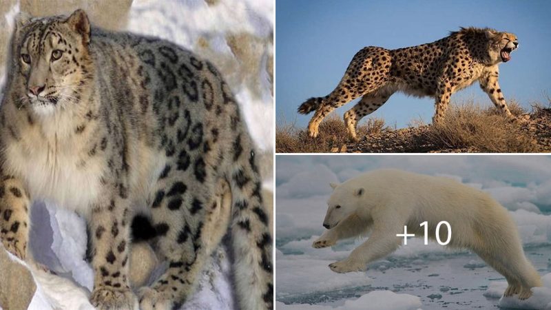 10 Toughest Animals That Will Do Anything To Survive