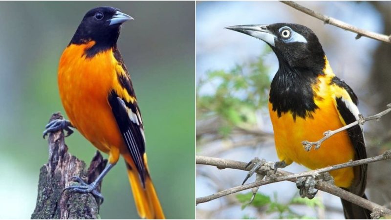Captivated by the Majestic Venezuelan Troupial: A Symphony of Color and Grace