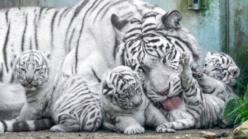 Amazing! White tiger baby at 33 days old Play with Mommy  Too cute (Video)