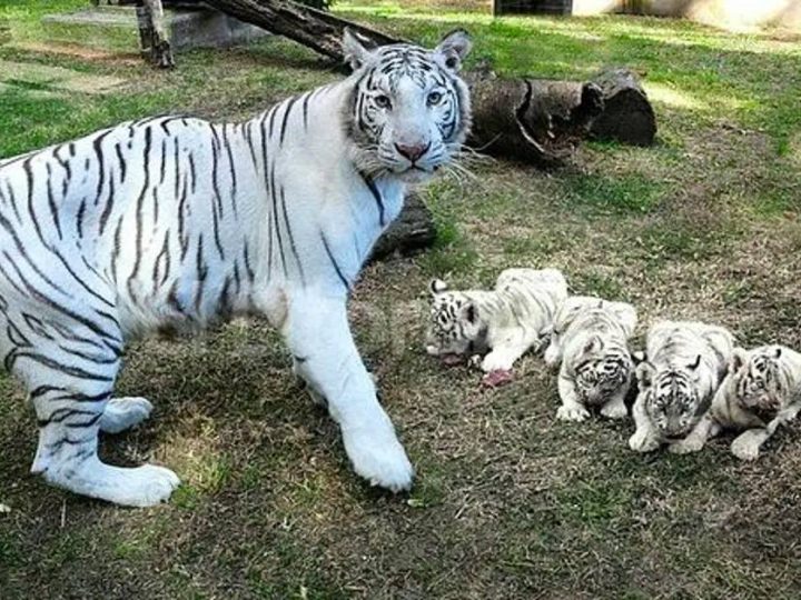Aww!! Spanish show off Four new white tiger cubs in Bubalcó Zoo (Video)