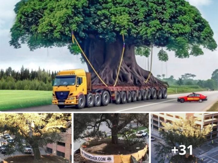 Enchanting Delight – Witness The Extraordinary Journey Of A 300-Year-Old Giant Tree Meandering Through The City