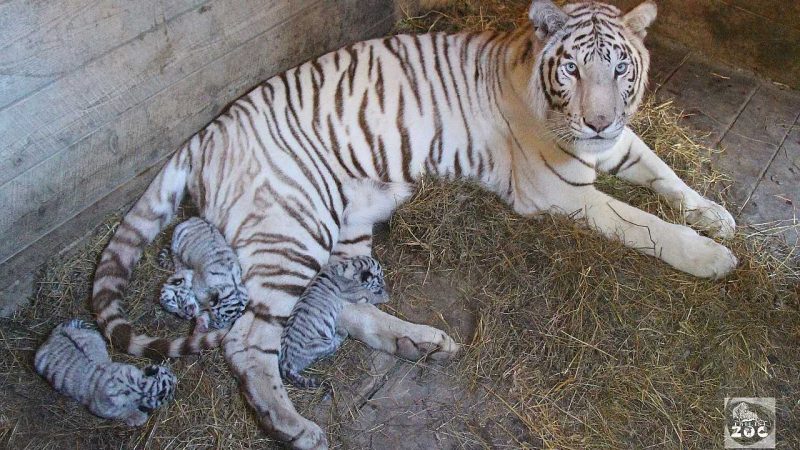 Four Gorgeous Newborn white tiger cubs in Tbilisi Zoo (Video)