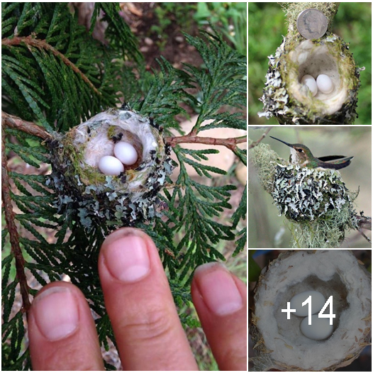 Tiny Wonders: Hummingbird Nests and Marvels of Nature