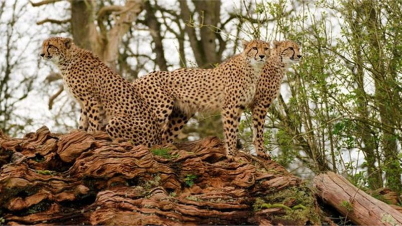 New Cheetahs at Longleat Safari Park Boost Hopes for Future Cubs