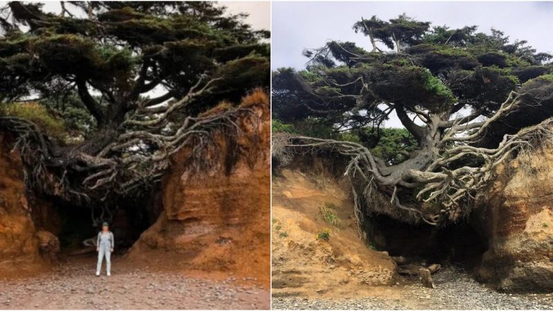 The Mysterious and Magical Tree of Life: A Wonder of Nature at Kalaloch, Washington