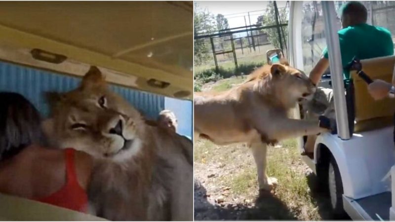 To solicit for affection, a lion gets into a safari truck packed of humans