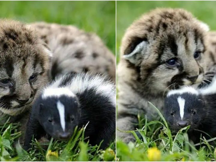 Unexpected Friendship: Lion Cubs and Baby Skunk Form Heartwarming Bond