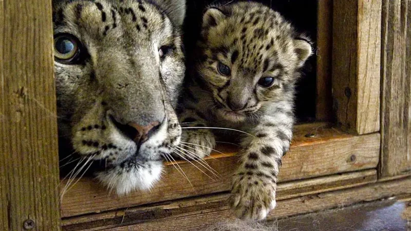 Welcome Newborn snow leopard cub in French Zoo (Video)